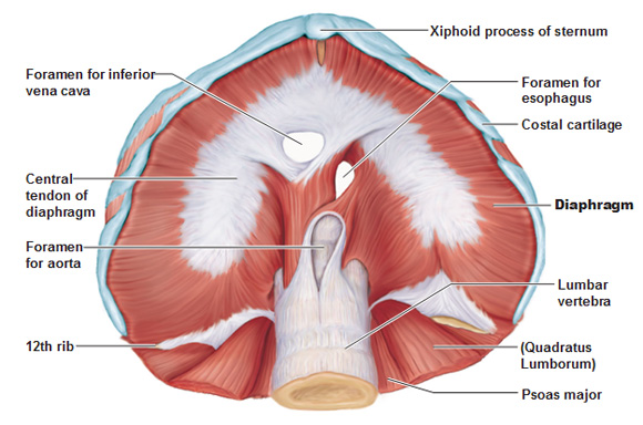 diaphragm-superior-view