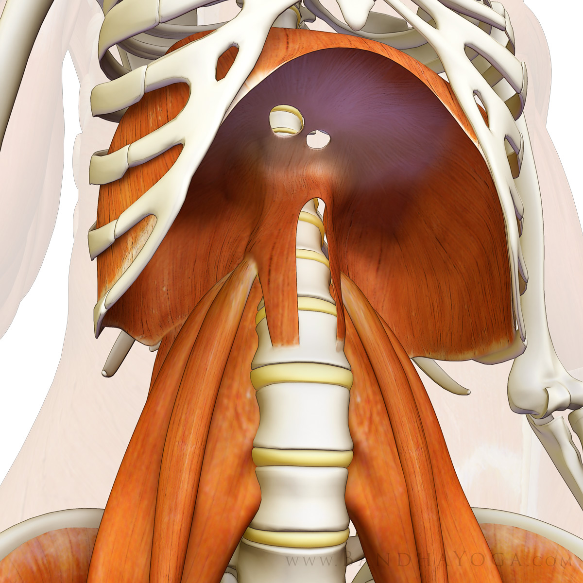 diaphragm_psoas