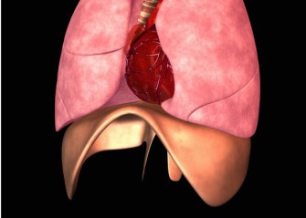 scott-camazine-biomedical-illustration-of-the-human-trachea-bronchi-lungs-diaphragm-and-heart